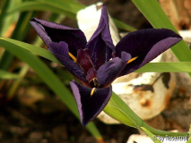 Iris Louisianna Hybride Black Gamecock