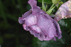 Tropfen Juni 2009 2