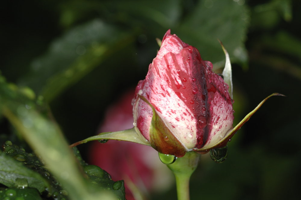 Tropfen Juni 2009 1