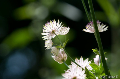 Astrantia im Gegenlicht