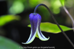 Clematis 'Dr. Mary'
