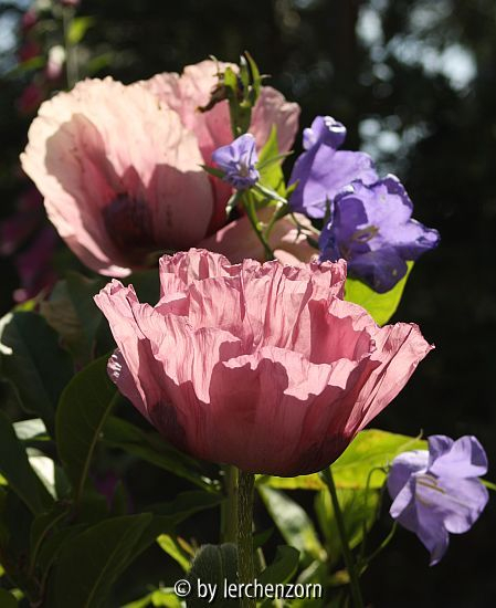 Türken-Mohn (Papaver orientale), Sämling aus einer Pizzicato-Mischung