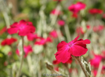 Kronen-Lichtnelke (Lychnis coronaria)