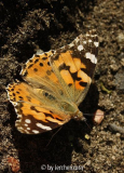Distelfalter