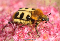 Pinselkäfer
