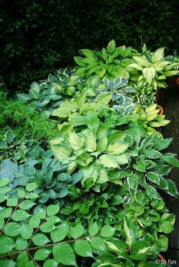 Gartenansichten Hostas 1 06-06-2009