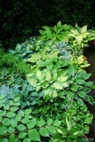 Gartenansichten Hostas 1 06-06-2009
