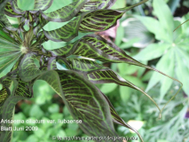Ariaema ciliatum var. liubaense