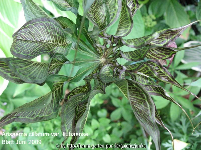 Ariaema ciliatum var. liubaense