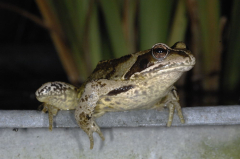 Frosch Juni 06 3