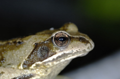 Frosch Juni 06 2