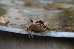 Frosch Juni 06 1