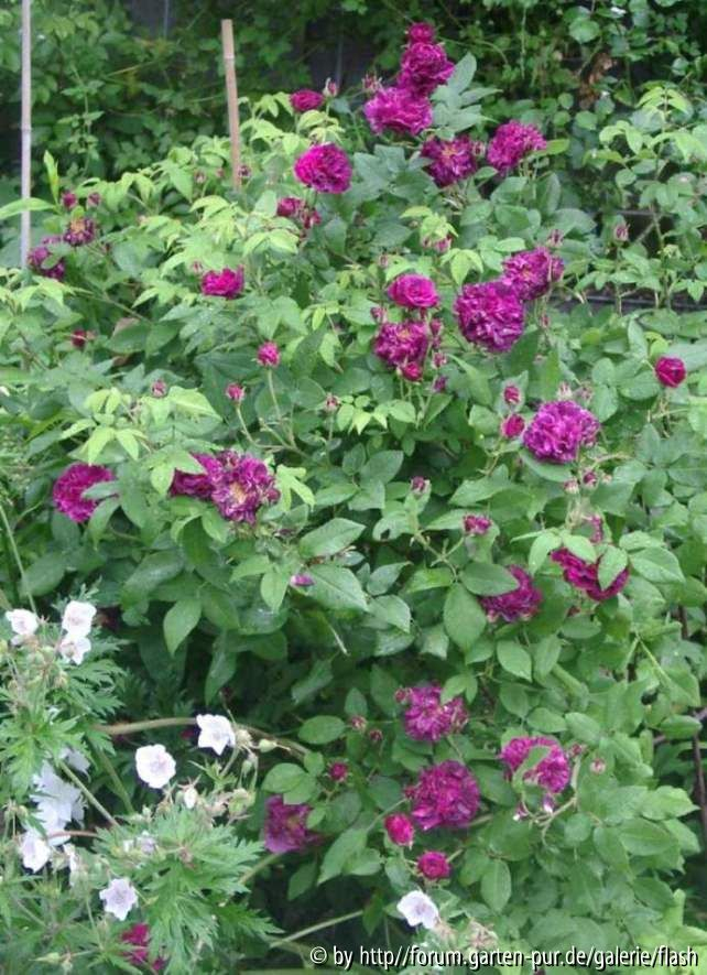 Rose du Roi 09