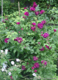 Rose du Roi 09