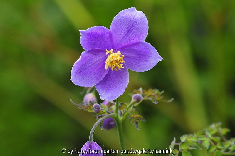Thalictrum diffusiflorum 2