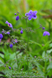 Thalictrum diffusiflorum 1
