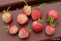 erdbeeren_marie-charlotte.jpg