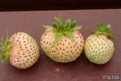 erdbeeren_weiße_ananas_.jpg