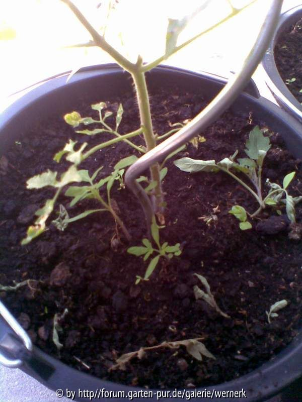 Unkraut Tomaten in Tomate