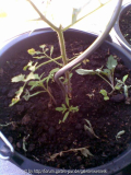 Unkraut Tomaten in Tomate