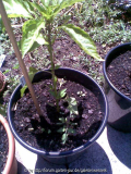 Unkraut Tomate in Paprika