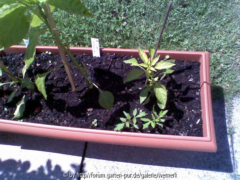 Unkraut Tomate in Chili