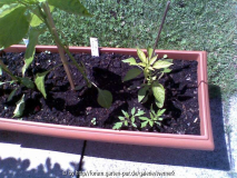 Unkraut Tomate in Chili