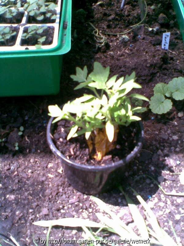 Unkraut Tomaten Gruppe