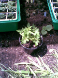 Unkraut Tomaten Gruppe
