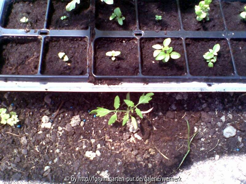 Unkraut Tomaten Gewächshaus