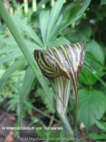 Arisaema ciliatumvar. liubaense