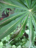 Arisaema ciliatum var. liubaense