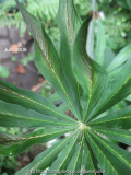 Arisaema ciliatum var. liubaense
