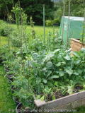 Tomaten und verschiedenes