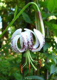 Lilium taliense