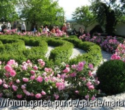 seitenstetten_2009_rosenlabyrinth.JPG