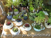 seitenstetten2009_wurzentoepfe~0.JPG