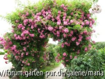 Eferding, Rosarium Gruber