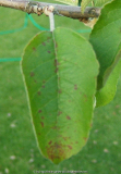 Noch ein Blatt
