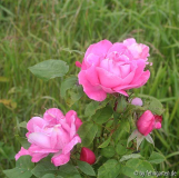 170609evi_timm_blueten.jpg