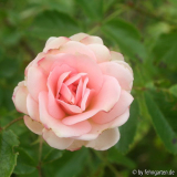 170609rosenmaedel.jpg