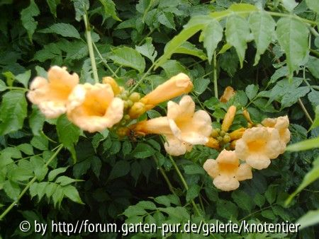 Trompetenblume