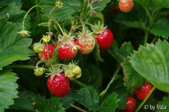 erdbeeren_florika.jpg