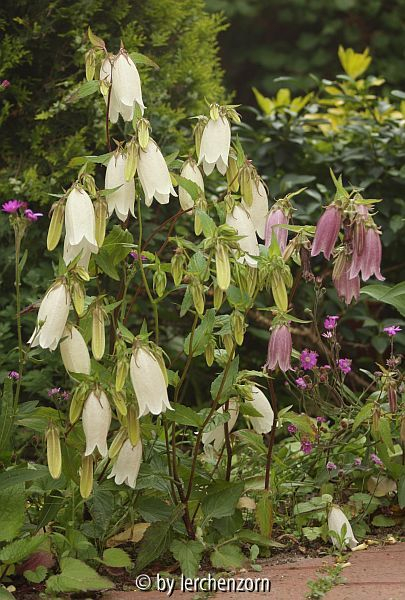 Tüpfel-Glockenblume (Campanula punctata), 