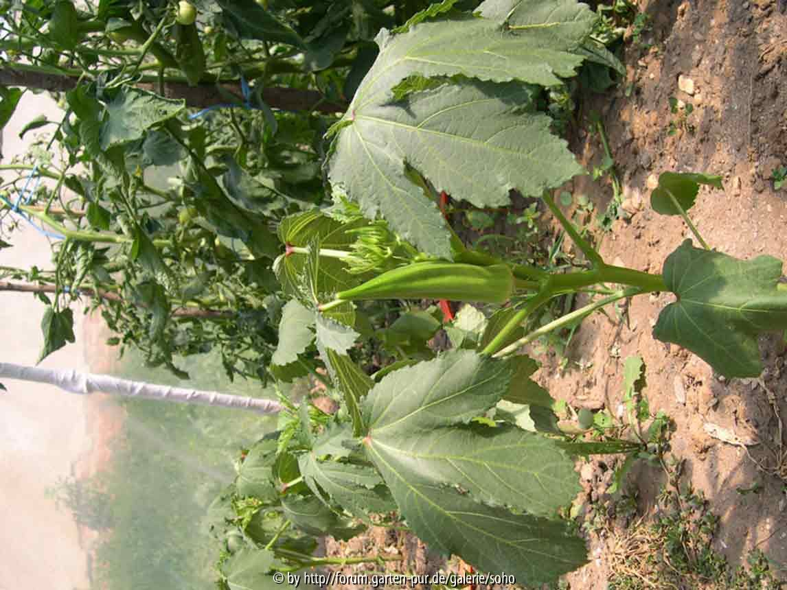 Okra - Clemson Spineless