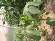 Okra - Clemson Spineless
