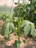 Okra Clemson Spineless