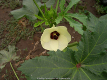 Okra Blüte