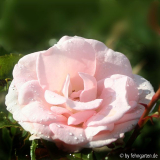 190609rosenmaedel.jpg