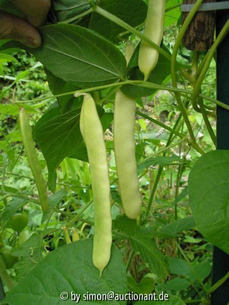 Stangenbohnen 2005